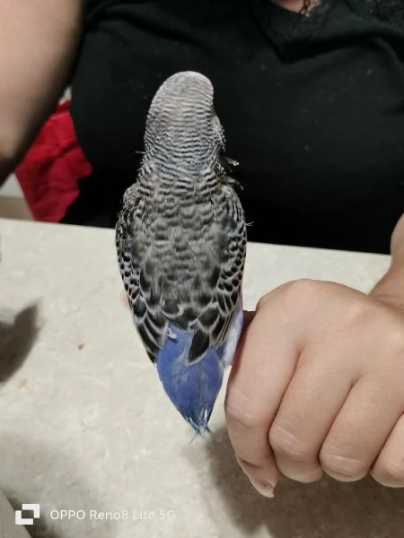 Cocorita allevata a mano 