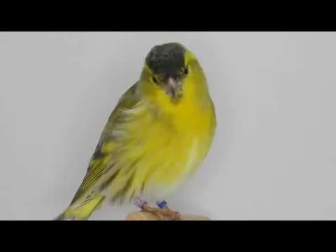 Idioti patentati  | Foto 0