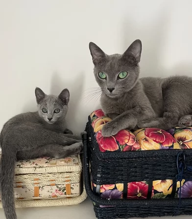 Gattino Blu di Russia disponibile per l'adozione
