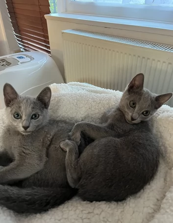 Gattino Blu di Russia disponibile per l'adozione | Foto 0