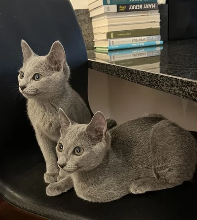 Adozione gratuita di gattini Blu di Russia