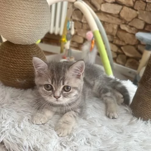 Gattini British Shorthair