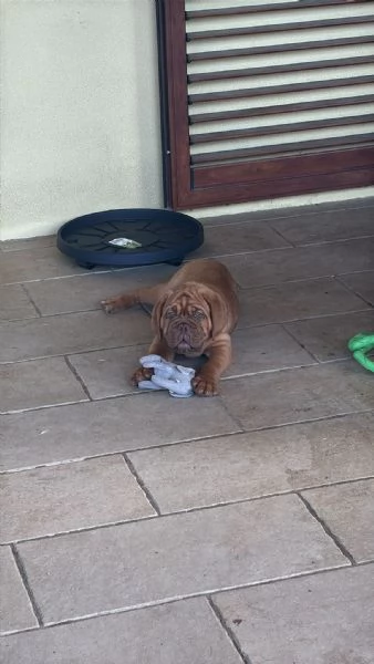 Dogue de Bordeaux cuccioli