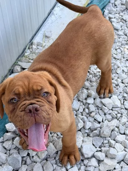Dogue de Bordeaux cuccioli | Foto 3