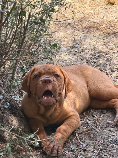 Dogue de Bordeaux cuccioli | Foto 2