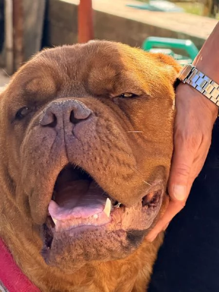 Dogue de Bordeaux cuccioli | Foto 1