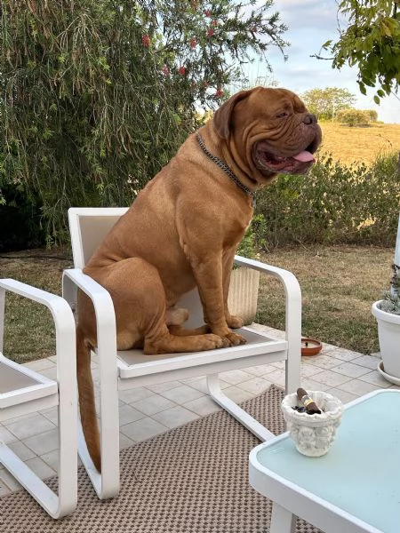 Dogue de Bordeaux cuccioli | Foto 0