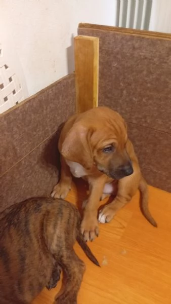 Cuccioli di segugio maremmano  | Foto 3