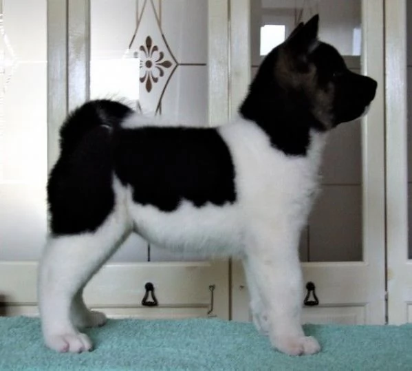 Cuccioli di Akita | Foto 6