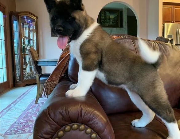 Cuccioli di Akita | Foto 5