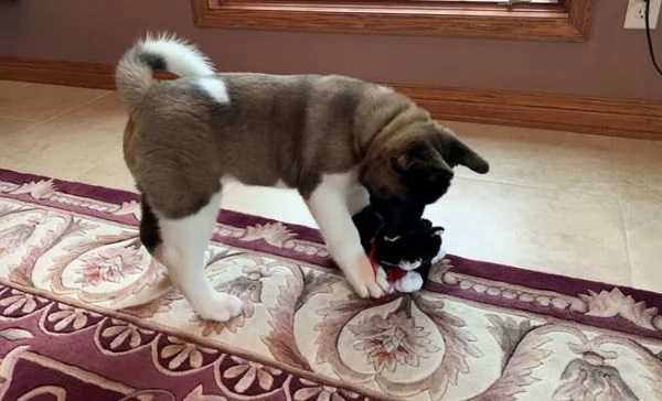 Cuccioli di Akita | Foto 4
