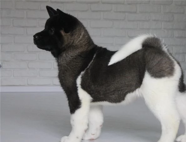Cuccioli di Akita | Foto 3