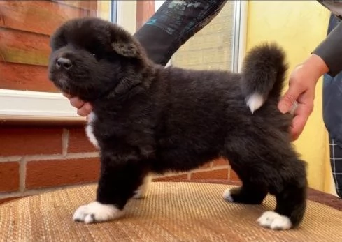 Cuccioli di Akita | Foto 2