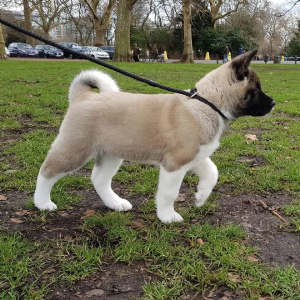 Cuccioli di Akita | Foto 1