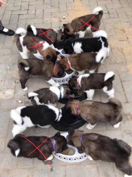 Cuccioli di Akita | Foto 0