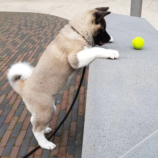 Cuccioli di Akita