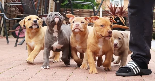 Cuccioli di Bulldog Americano whatsapp +[hidden]