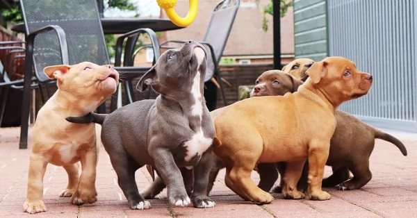Cuccioli di Bulldog Americano whatsapp +[hidden] | Foto 2