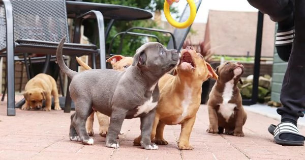Cuccioli di Bulldog Americano whatsapp +[hidden] | Foto 1
