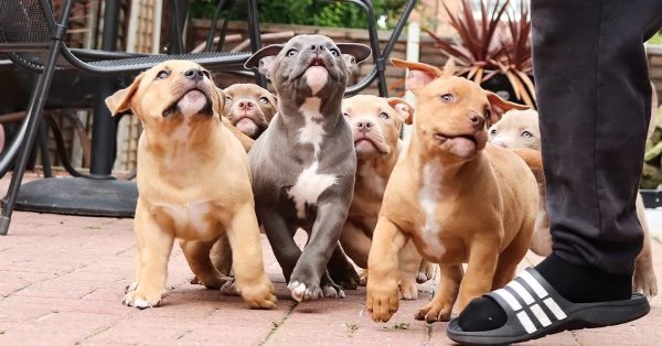 Cuccioli di Bulldog Americano whatsapp +[hidden] | Foto 0