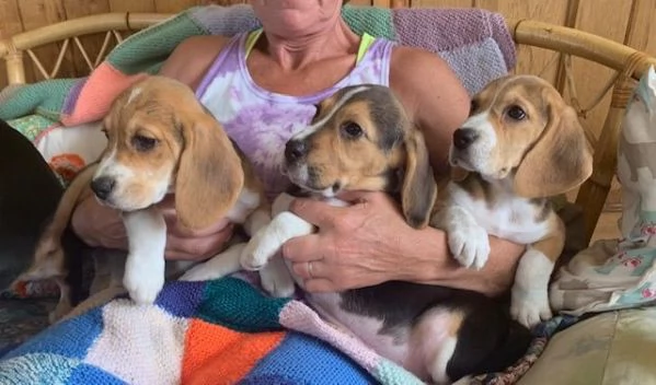 Cuccioli di Beagle whatsapp +[hidden]