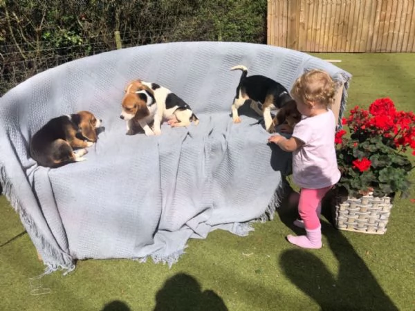 Cuccioli di Beagle whatsapp +[hidden] | Foto 4