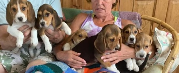 Cuccioli di Beagle whatsapp +[hidden] | Foto 3
