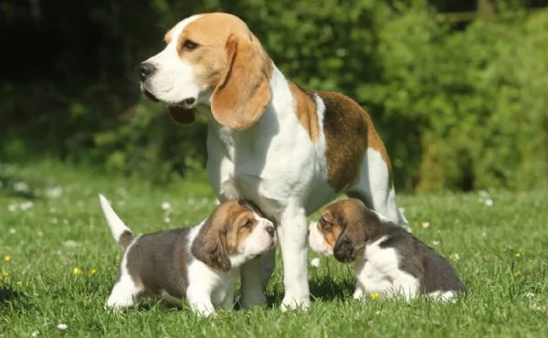 Cuccioli di Beagle whatsapp +[hidden] | Foto 2