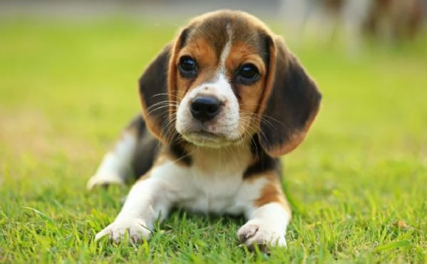 Cuccioli di Beagle whatsapp +[hidden] | Foto 1