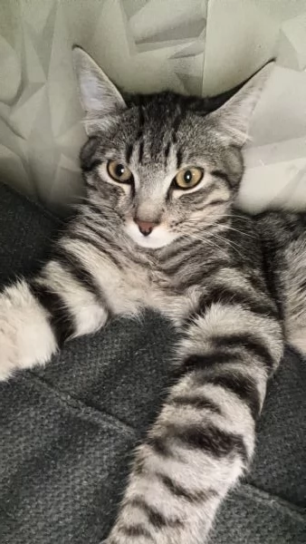 Gatto maschio | Foto 1