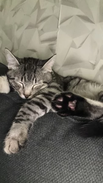 Gatto maschio