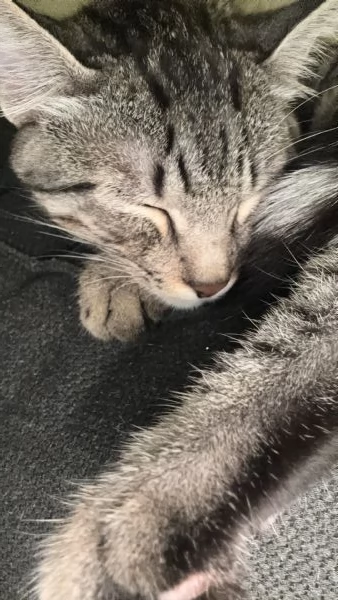 Gatto maschio | Foto 0
