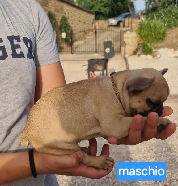 Cuccioli di cane pastore tedesco 