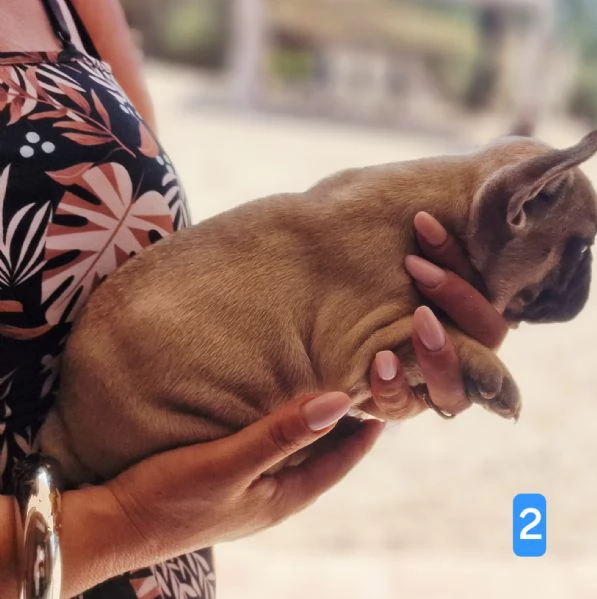 Cuccioli di cane pastore tedesco  | Foto 6