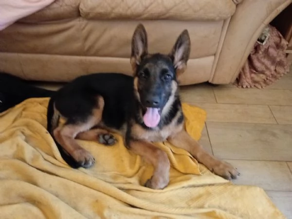 Cuccioli di cane pastore tedesco  | Foto 5