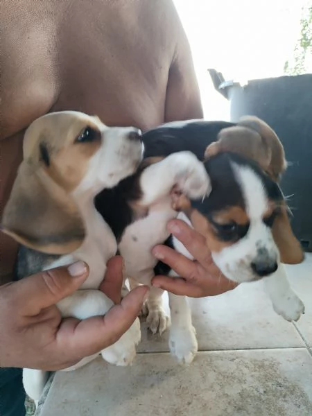 Cuccioli di cane pastore tedesco  | Foto 4