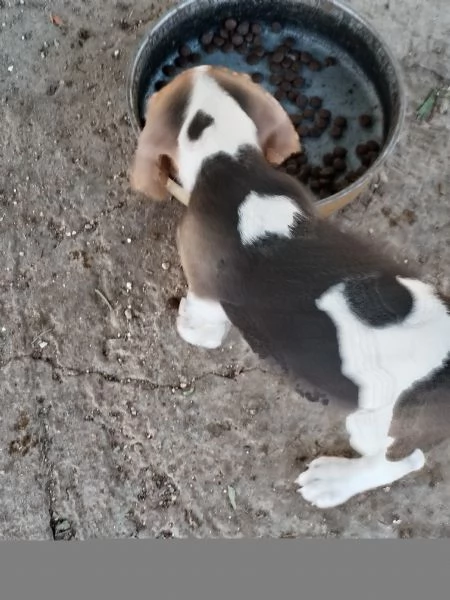 Cuccioli di cane pastore tedesco  | Foto 3