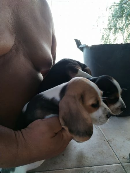 Cuccioli di cane pastore tedesco  | Foto 2