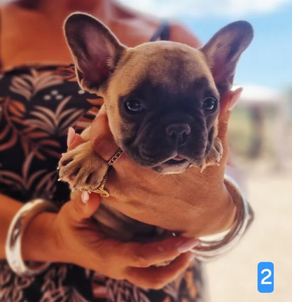 Cuccioli di cane pastore tedesco  | Foto 1