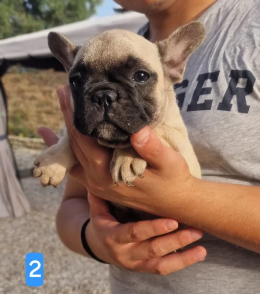 Cuccioli di cane pastore tedesco  | Foto 0