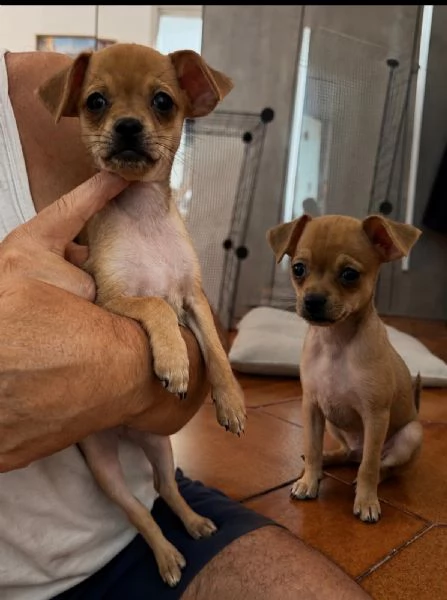  Vendesi 2 Chihuahua 