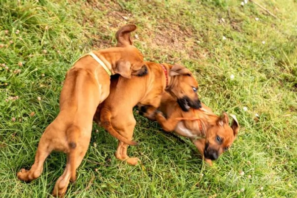 Cuccioli di Rhodesian Ridgeback da inizio agosto | Foto 4