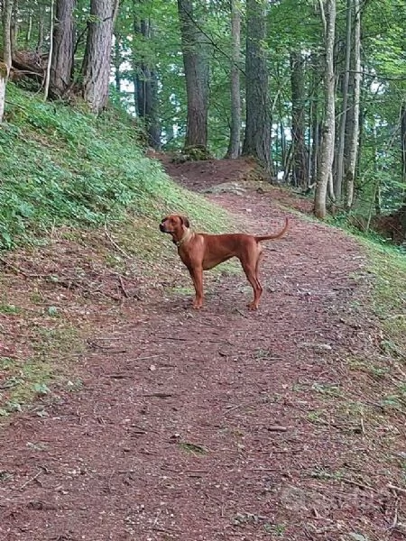 Cuccioli di Rhodesian Ridgeback da inizio agosto | Foto 3