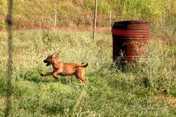 Cuccioli di Rhodesian Ridgeback da inizio agosto | Foto 2