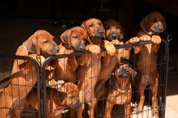 Cuccioli di Rhodesian Ridgeback da inizio agosto