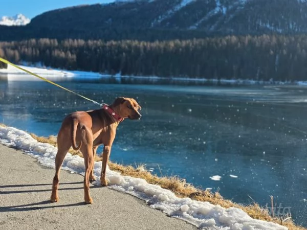 Cuccioli di Rhodesian Ridgeback da inizio agosto | Foto 1