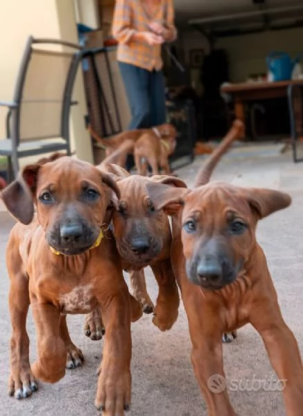Cuccioli di Rhodesian Ridgeback da inizio agosto | Foto 0