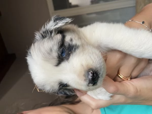 Cuccioli di Border collie