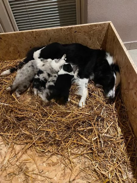 Cuccioli di Border collie | Foto 3