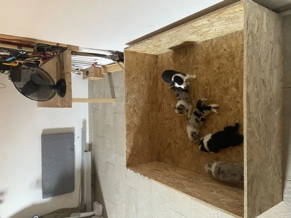 Cuccioli di Border collie | Foto 0